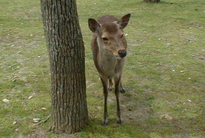 Tame deer in the park at Nara
