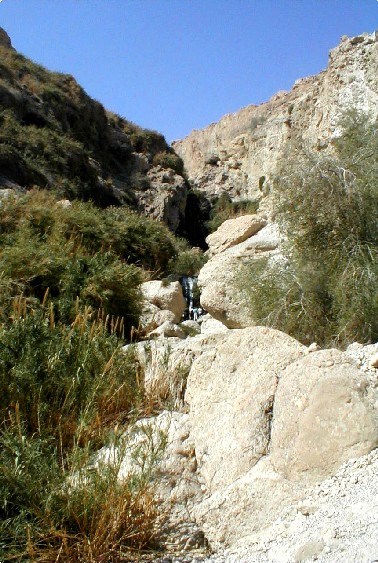 Ein Gedi Kibbutz vegetation