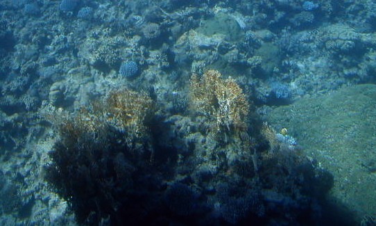 Red Sea coral