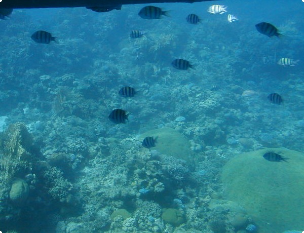 Red Sea coral