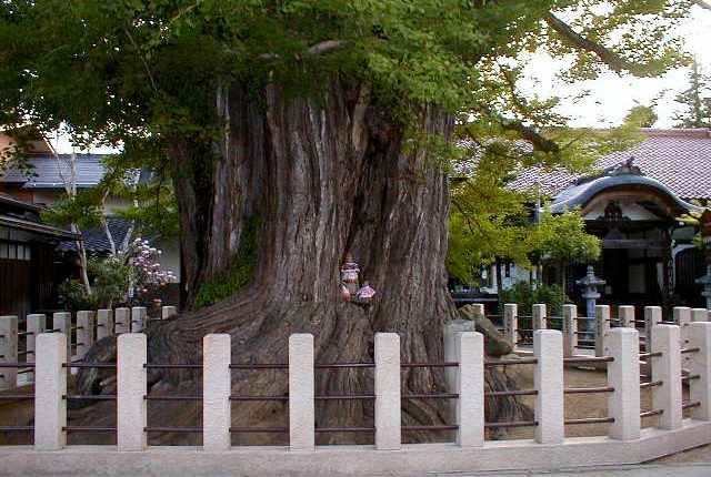 The oldest temple in Japan, with one of the oldest trees